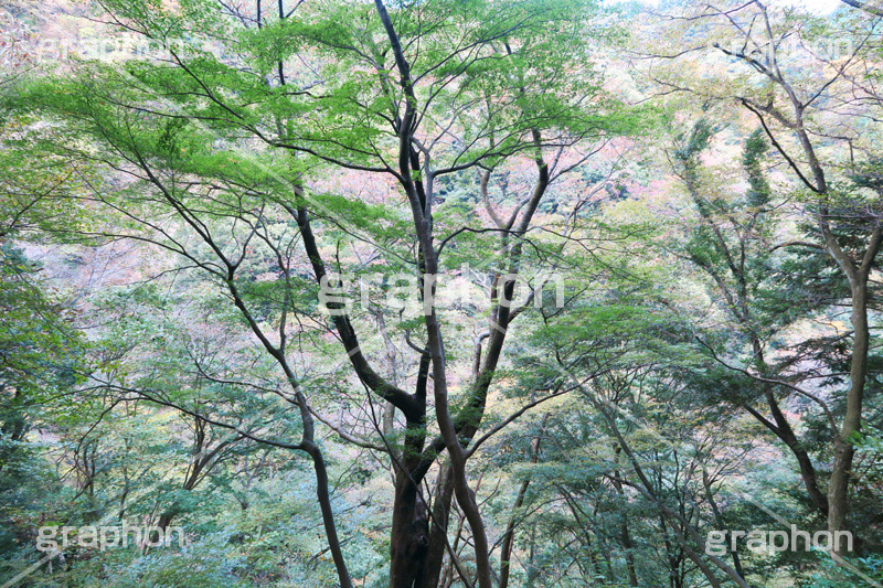 森林,林,森,山道,自然,景色,木々,草木,山奥