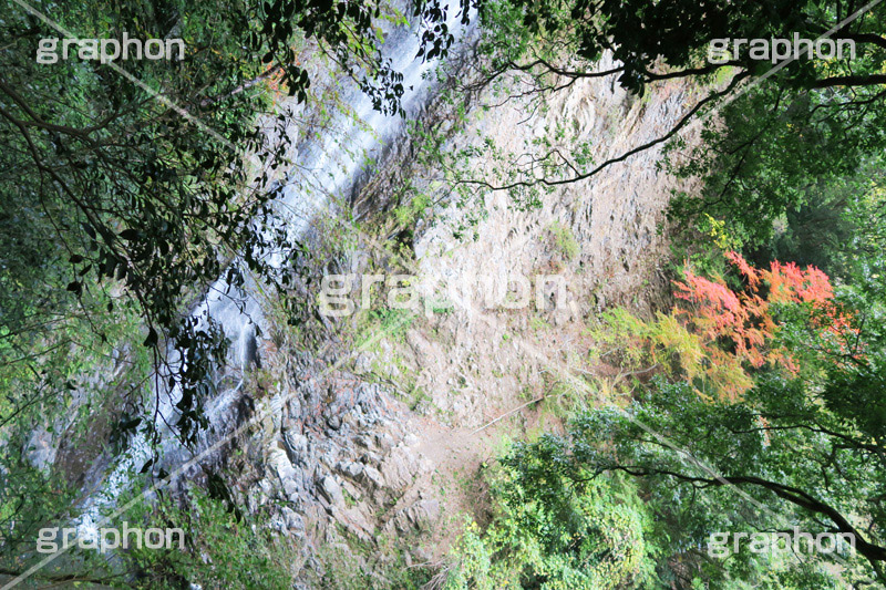 紅葉と滝,紅葉,滝,瀧,たき,流れ,落下,瀑布,飛瀑,自然,絶景,マイナスイオン,イオン,静岡県,宇嶺の滝,お君の滝