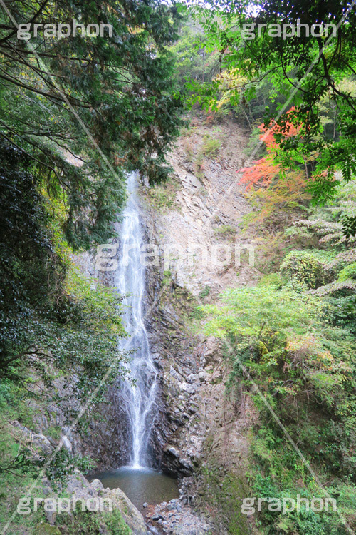 紅葉と滝,紅葉,滝,瀧,たき,流れ,落下,瀑布,飛瀑,自然,絶景,マイナスイオン,イオン,滝つぼ,滝壺,japan,autumn,静岡県,宇嶺の滝,お君の滝