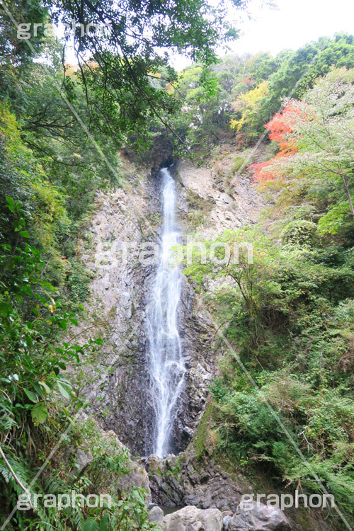 紅葉と滝,紅葉,滝,瀧,たき,流れ,落下,瀑布,飛瀑,自然,絶景,マイナスイオン,イオン,滝つぼ,滝壺,japan,autumn,静岡県,宇嶺の滝,お君の滝