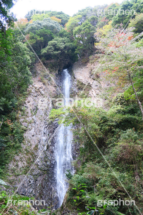 紅葉と滝,紅葉,滝,瀧,たき,流れ,落下,瀑布,飛瀑,自然,絶景,マイナスイオン,イオン,japan,autumn,静岡県,宇嶺の滝,お君の滝