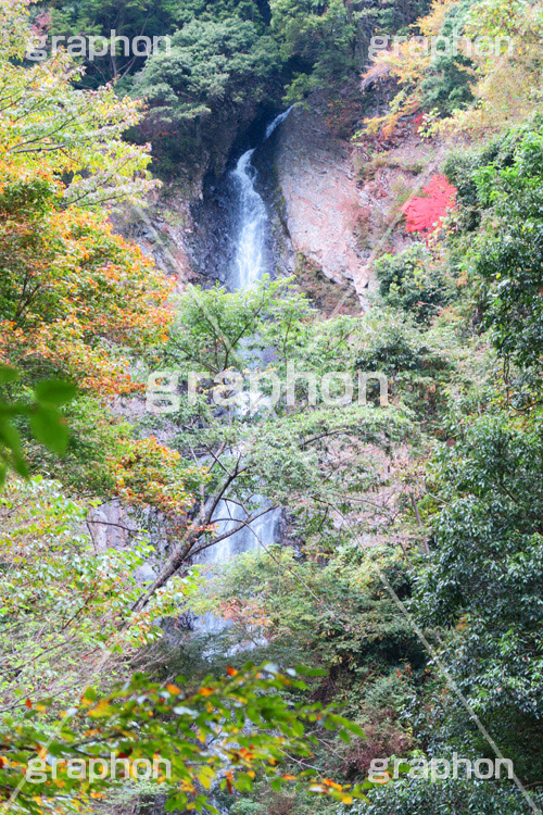 紅葉と滝,紅葉,滝,瀧,たき,流れ,落下,瀑布,飛瀑,自然,絶景,マイナスイオン,イオン,japan,autumn,静岡県,宇嶺の滝,お君の滝