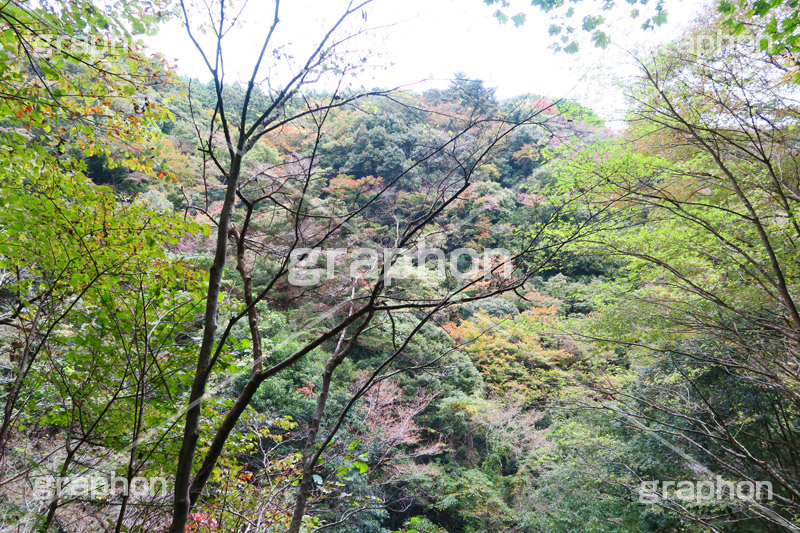 山の紅葉,紅葉,山,やま,自然,空,景色,山頂,雲,地形,木々,草木,絶景,眺め,標高,japan,autumn