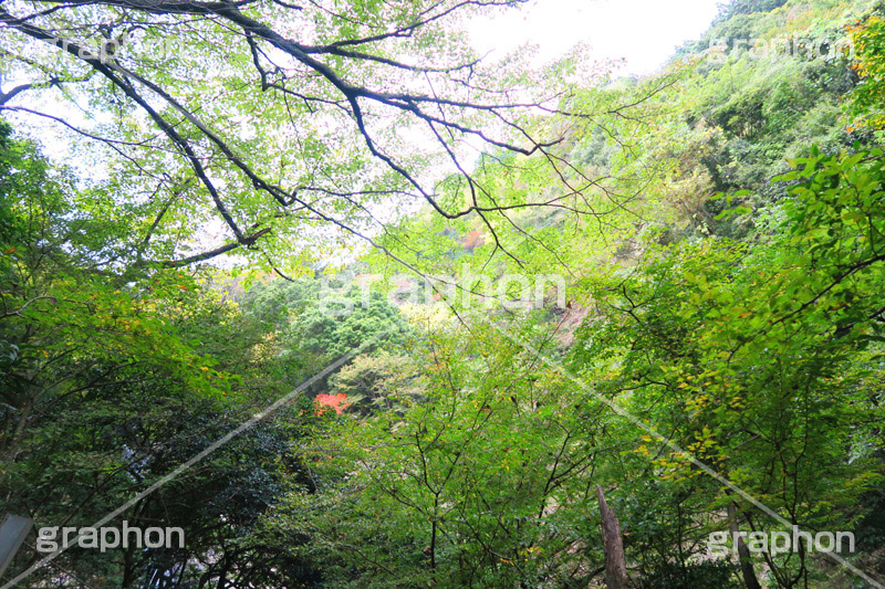 森林,林,森,山道,自然,景色,木々,草木,山奥,深緑,青々