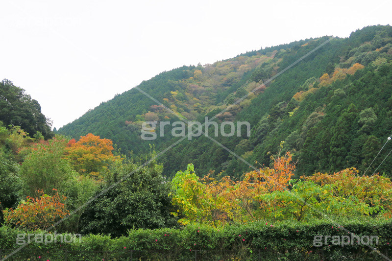 山の紅葉,紅葉,山,やま,自然,空,景色,山頂,雲,地形,木々,草木,絶景,眺め,標高,japan,autumn