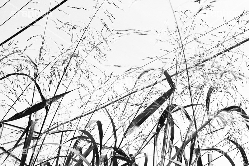 線路沿い,モノクロ,白黒,しろくろ,モノクローム,単色画,単彩画,単色