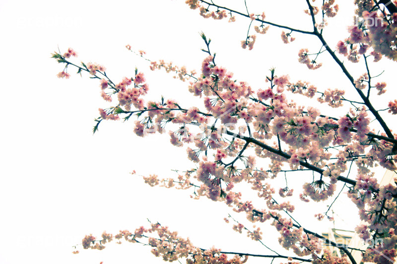 桜まつり,トイカメラ撮影,トイカメラ,ヴィンテージ,ビンテージ,レトロ,お洒落,おしゃれ,オシャレ,味わい,トンネル効果,春,blossom,japan