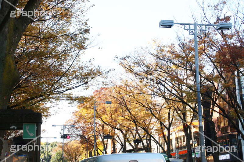 原宿駅前イチョウ並木,イチョウ,いちょう,イチョウ並木,原宿駅前,駅前,原宿,はらじゅく,渋谷区,交差点,並木,並木通り,秋