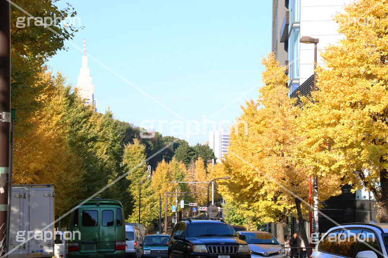 原宿駅前イチョウ並木,イチョウ,いちょう,イチョウ並木,原宿駅前,駅前,原宿,はらじゅく,渋谷区,交差点,並木,並木通り,秋