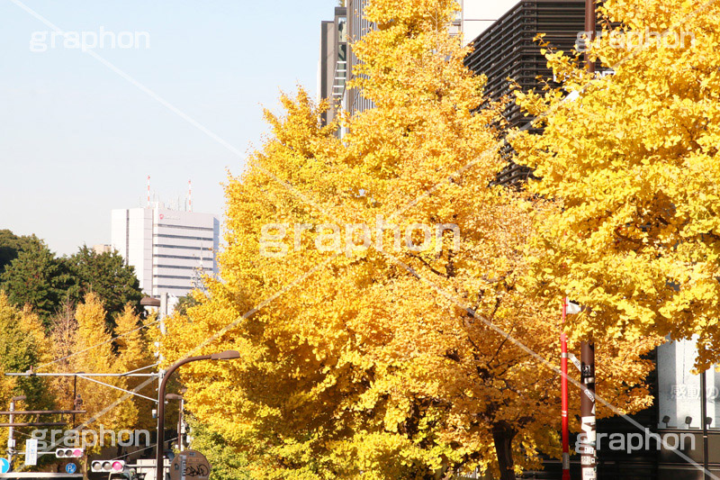 原宿駅前イチョウ並木,イチョウ,いちょう,イチョウ並木,原宿駅前,駅前,原宿,はらじゅく,渋谷区,交差点,並木,並木通り,秋