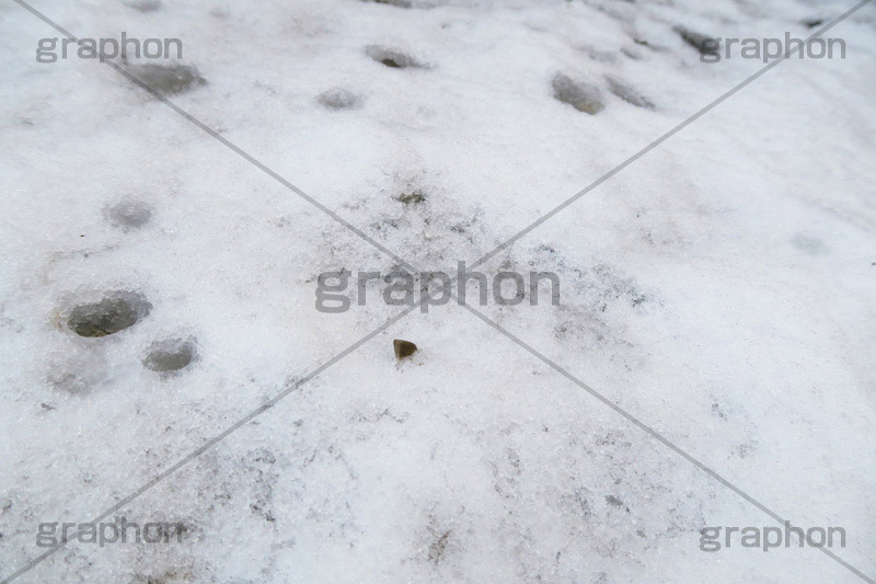 降り積もる雪,雪,ゆき,積,地面,凍り,冬,降り,積もる,滑る,積雪,snow,winter