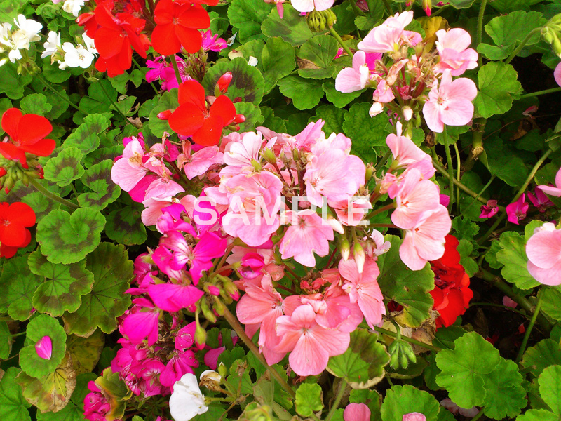 花,フラワー,flower,スマホ撮影
