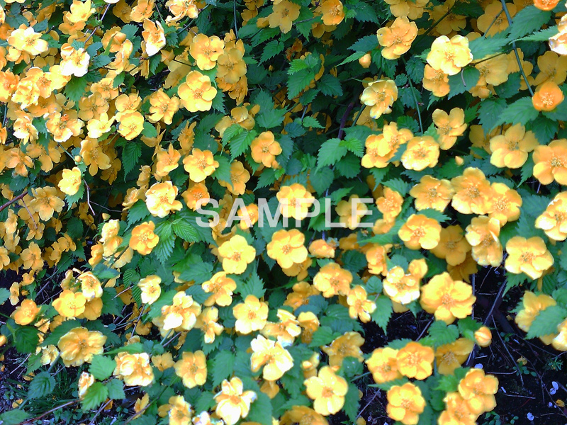 花,フラワー,flower,スマホ撮影