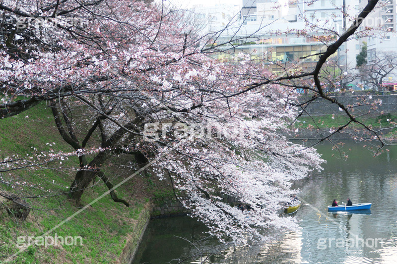 武道館の桜,武道館,九段下,牛ヶ淵,桜,ソメイヨシノ,オオシマザクラ,さくら,サクラ,桜まつり,花見,お花見,花,お花,フラワー,はな,綺麗,きれい,キレイ,満開,咲,春,千代田区,blossom,japan,flower
