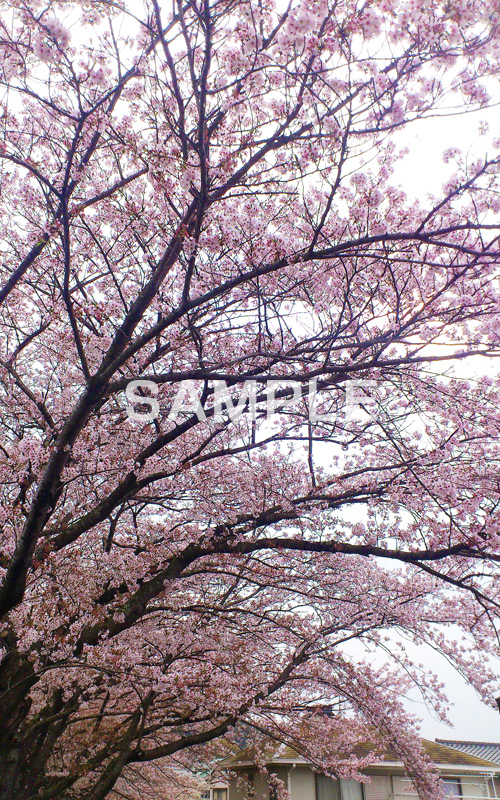桜,ソメイヨシノ,さくら,サクラ,桜まつり,花見,お花見,花,お花,フラワー,はな,綺麗,きれい,キレイ,満開,咲,祭り,まつり,春,スマホ撮影,blossom,japan,flower