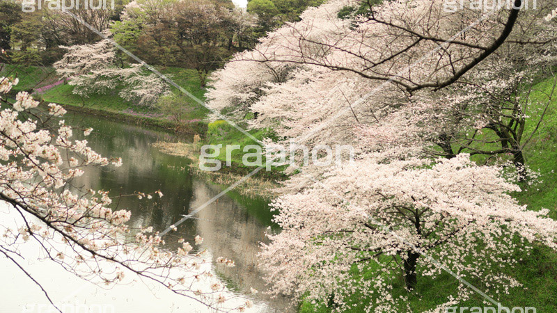牛ヶ淵の桜,武道館,九段下,牛ヶ淵,桜,ソメイヨシノ,オオシマザクラ,さくら,サクラ,桜まつり,花見,お花見,花,お花,フラワー,はな,flower,花より団子,綺麗,きれい,キレイ,満開,咲,祭り,まつり,春,千代田区,ワイド撮影,blossom,japan