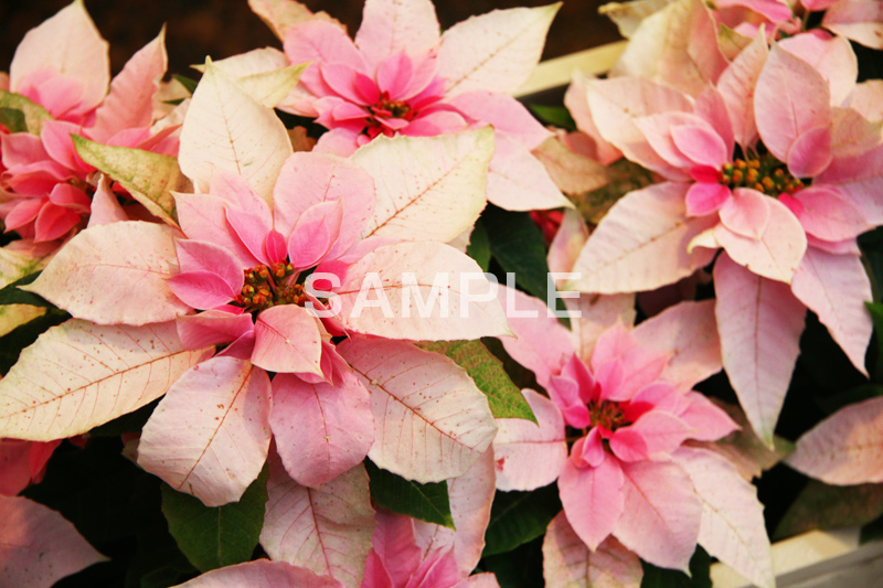 ポインセチア,花,はな,フラワー,造花,ピンク,クリスマスの花,季節感,イベント,冬,行事,flower,winter,Christmas