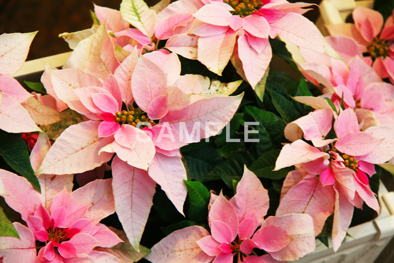 ポインセチア,花,はな,フラワー,造花,ピンク,クリスマスの花,季節感,イベント,冬,行事,flower,winter,Christmas