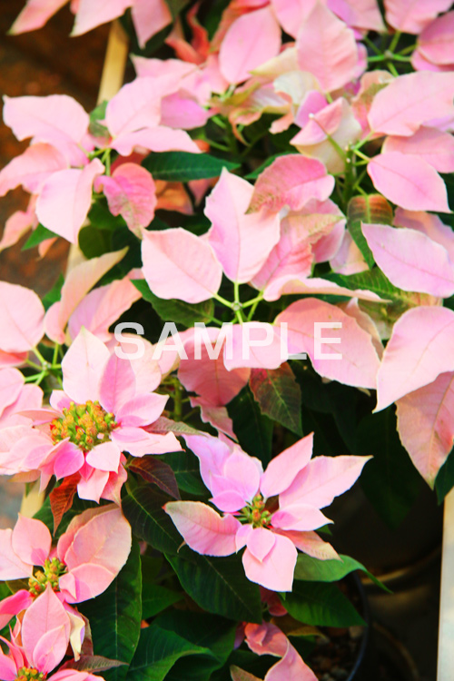 ポインセチア,花,はな,フラワー,造花,ピンク,クリスマスの花,季節感,イベント,冬,行事,flower,winter,Christmas