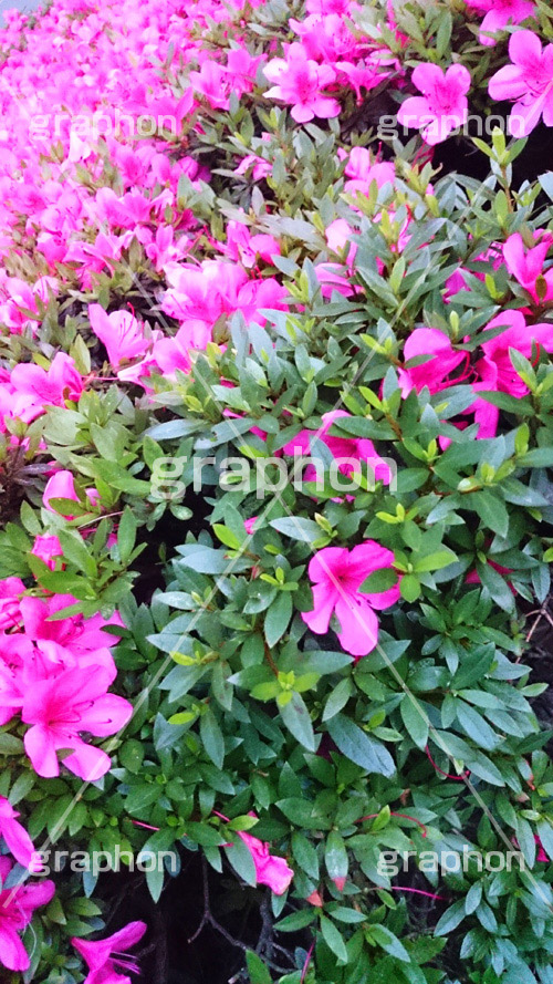 ツツジ,ツツジ科,ツツジ属,花,お花,フラワー,はな,flower,咲,花弁,スマホ撮影