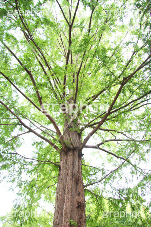 大木,木,林,森,林道,自然,景色,木々,草木,公園