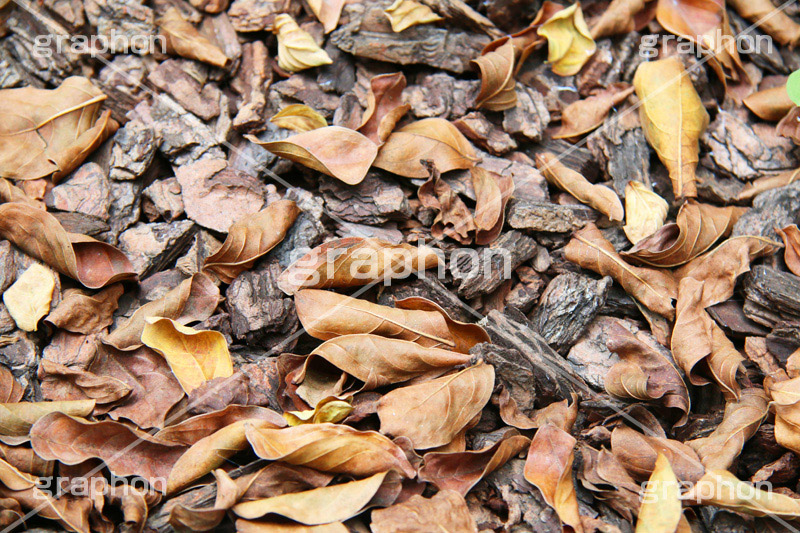 落葉,落ち葉,黄葉,秋,季語,色づく,枯葉,枯れ,葉,葉っぱ,autumn