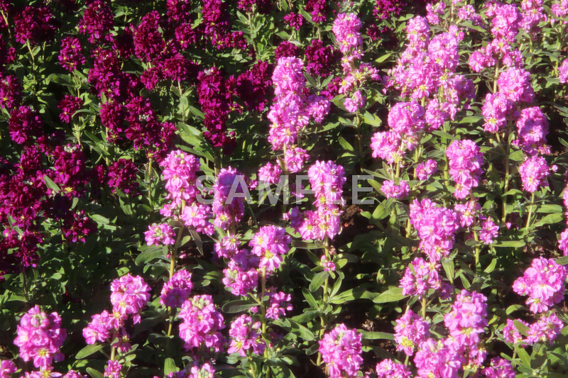 花,お花,フラワー,はな,flower,ストック,紫羅欄花,アラセイトウ,アブラナ科,満開,咲,総状,香り,綺麗,きれい,キレイ,可憐