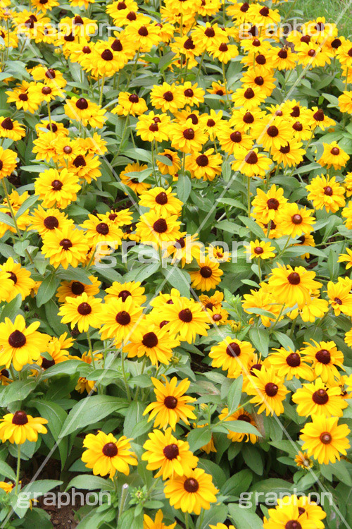 ルドベキア,オオハンゴンソウ,ルドベキア属,ハンゴンソウ,花,お花,フラワー,はな,デージー,キク科,多年草,咲,春,花弁,綺麗,きれい,キレイ,ヒマワリ,向日葵,ひまわり,flower