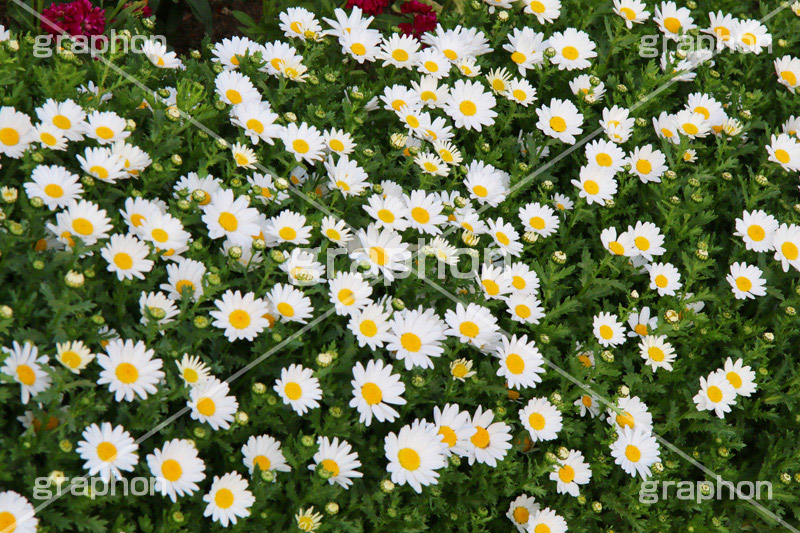 ヒナギク,チョウメイギク,エンメイギク,キク科,多年草,花,お花,フラワー,はな,flower,デイジー,雛菊,ひなぎく,満開,咲,総状,香り,綺麗,きれい,キレイ,可憐