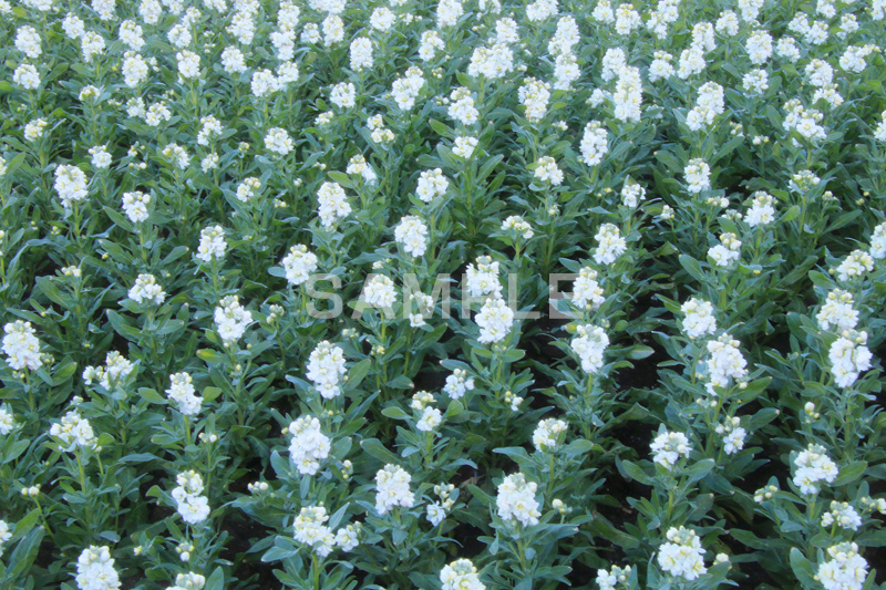 白いストック,ストック,花,お花,フラワー,はな,白,紫羅欄花,アラセイトウ,アブラナ科,満開,咲,総状,香り,綺麗,きれい,キレイ,可憐,冬,flower