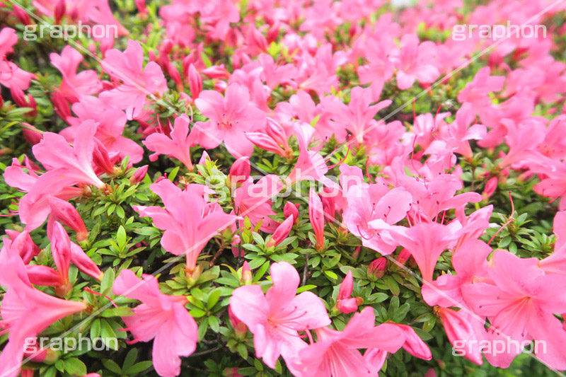 ツツジ,花,お花,フラワー,はな,flower,サツキ,シャクナゲ,ツツジ科,咲,春,花弁,綺麗,きれい,キレイ,ピンク