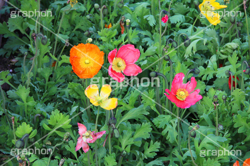 ポピー,花,お花,フラワー,はな,flower,ケシ,ヒナゲシ,ケシ科,七色の恋,感謝,咲,春,花弁,綺麗,きれい,キレイ