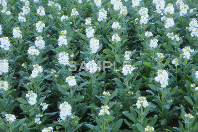 白いストック,ストック,花,お花,フラワー,はな,白,紫羅欄花,アラセイトウ,アブラナ科,満開,咲,総状,香り,綺麗,きれい,キレイ,可憐,冬,flower