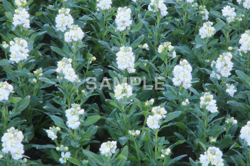 白いストック,ストック,花,お花,フラワー,はな,白,紫羅欄花,アラセイトウ,アブラナ科,満開,咲,総状,香り,綺麗,きれい,キレイ,可憐,冬,flower