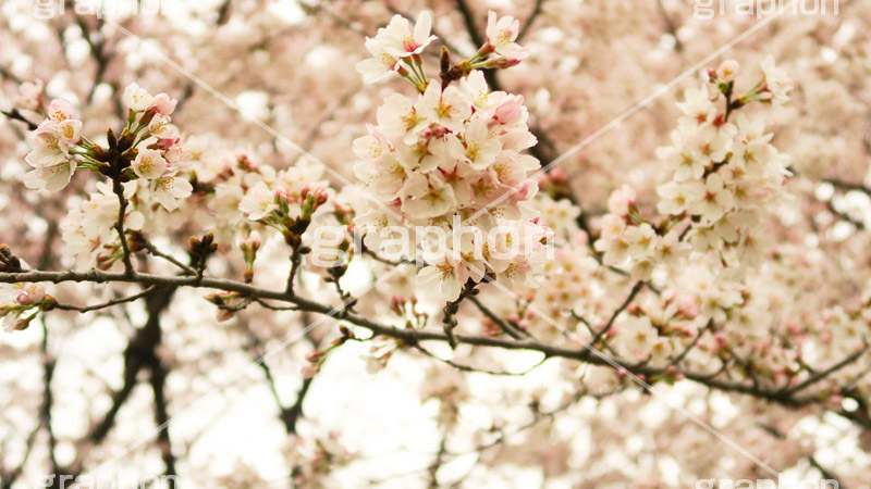 さくら,桜,ソメイヨシノ,サクラ,桜まつり,花見,お花見,花,お花,フラワー,はな,flower,花より団子,綺麗,きれい,キレイ,満開,咲,春,ワイド撮影