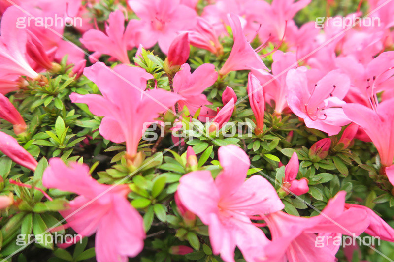 ツツジ,花,お花,フラワー,はな,flower,サツキ,シャクナゲ,ツツジ科,咲,春,花弁,綺麗,きれい,キレイ,ピンク
