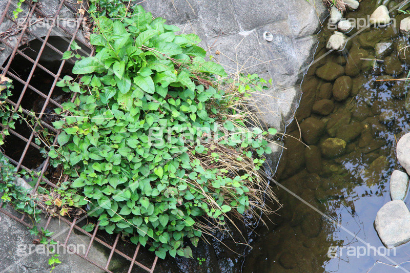 排水路に雑草,排水路,川,排水,雑草,流れる,汚れ,かわ,草,草木,自然