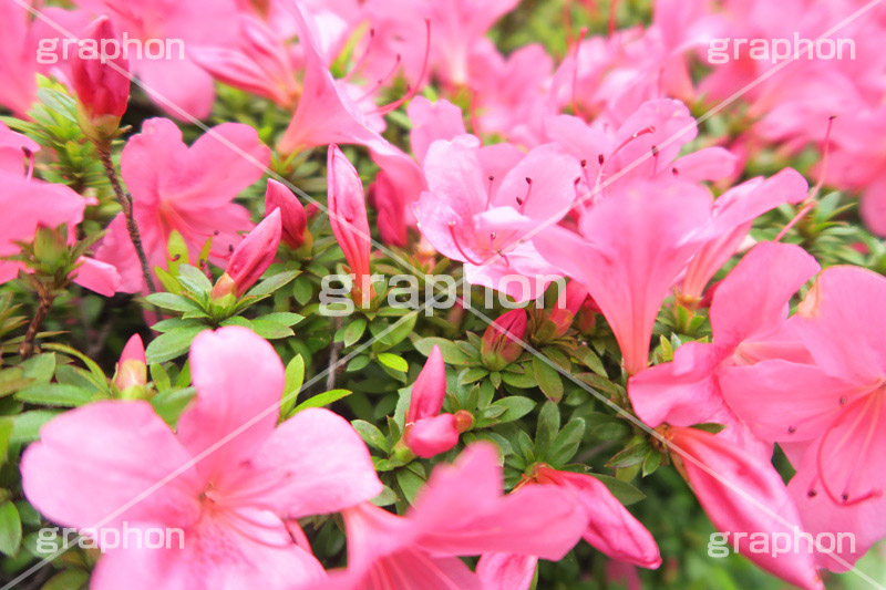 ツツジ,花,お花,フラワー,はな,flower,サツキ,シャクナゲ,ツツジ科,咲,春,花弁,綺麗,きれい,キレイ,ピンク