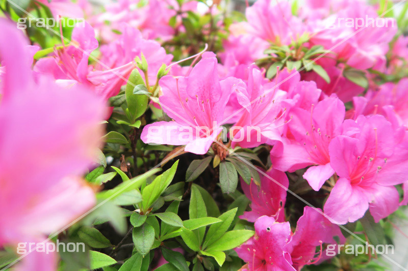 ツツジ,花,お花,フラワー,はな,flower,サツキ,シャクナゲ,ツツジ科,咲,春,花弁,綺麗,きれい,キレイ,ピンク