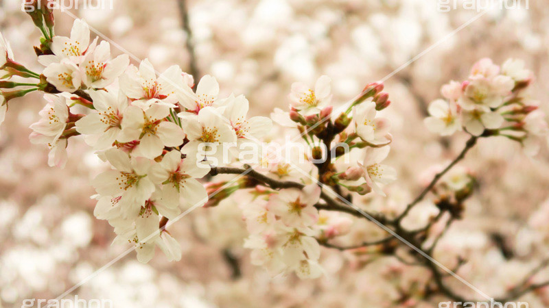 さくら,桜,ソメイヨシノ,サクラ,桜まつり,花見,お花見,花,お花,フラワー,はな,flower,花より団子,綺麗,きれい,キレイ,満開,咲,春,ワイド撮影,blossom,japan