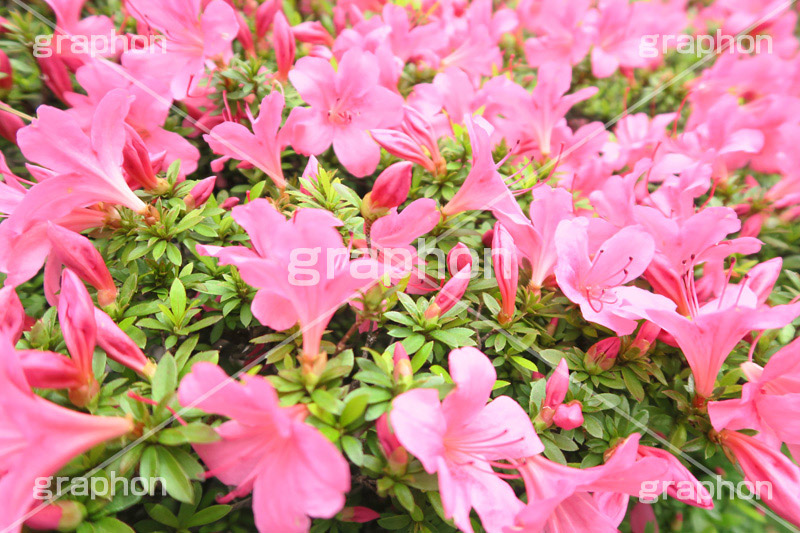 ツツジ,花,お花,フラワー,はな,flower,サツキ,シャクナゲ,ツツジ科,咲,春,花弁,綺麗,きれい,キレイ,ピンク