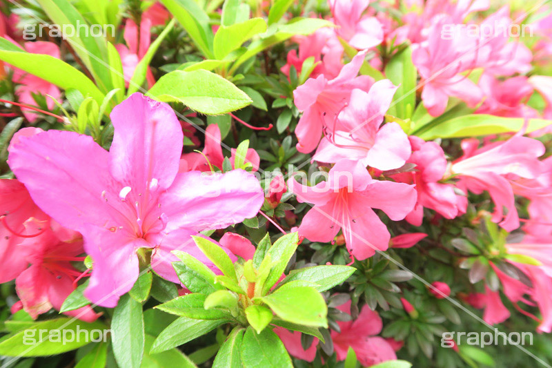 ツツジ,花,お花,フラワー,はな,flower,サツキ,シャクナゲ,ツツジ科,咲,春,花弁,綺麗,きれい,キレイ,ピンク
