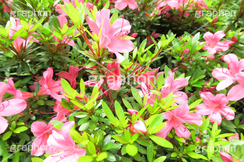 ツツジ,花,お花,フラワー,はな,flower,サツキ,シャクナゲ,ツツジ科,咲,春,花弁,綺麗,きれい,キレイ,ピンク