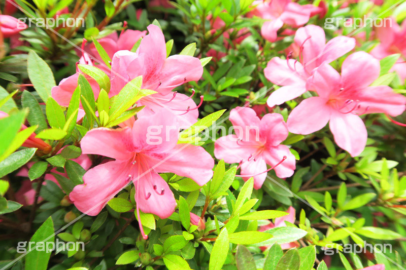 ツツジ,花,お花,フラワー,はな,flower,サツキ,シャクナゲ,ツツジ科,咲,春,花弁,綺麗,きれい,キレイ,ピンク
