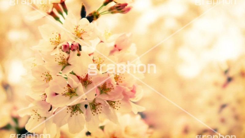 さくらの花,トイカメラ撮影,トイカメラ,ヴィンテージ,ビンテージ,レトロ,お洒落,おしゃれ,オシャレ,味わい,トンネル効果,ワイド撮影