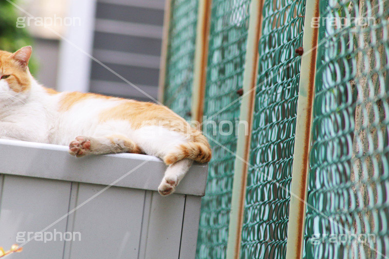 日向ぼっこ,野良猫,のら,野良,ねこ,猫,ネコ,覗く,足,肉球,cat