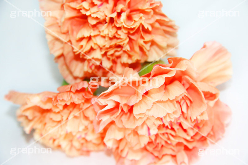 カーネーション,carnation,ナデシコ科,ナデシコ属,花,フラワー,flower,花束,贈り物,プレゼント,present,mother's day,母の日
