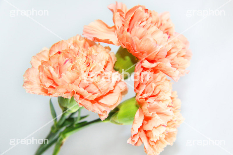カーネーション,carnation,ナデシコ科,ナデシコ属,花,フラワー,flower,花束,贈り物,プレゼント,present,mother's day,母の日