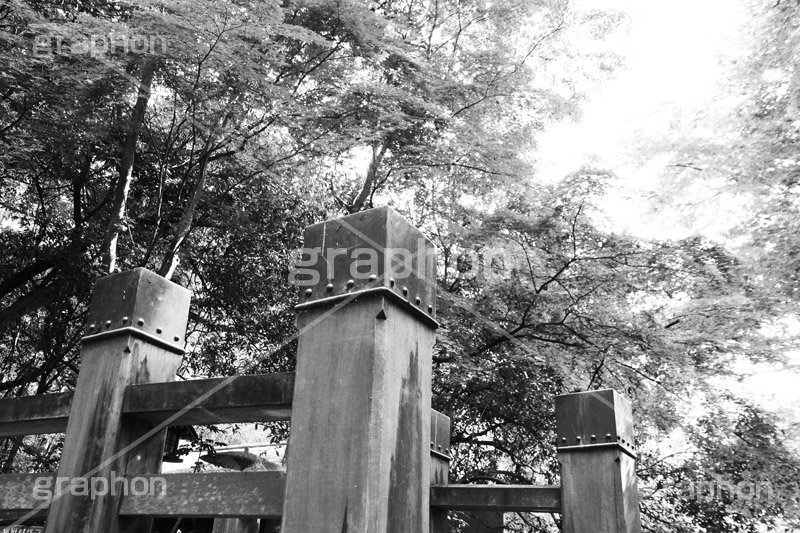 等々力渓谷(モノクロ),モノクロ,白黒,しろくろ,モノクローム,単色画,単彩画,単色