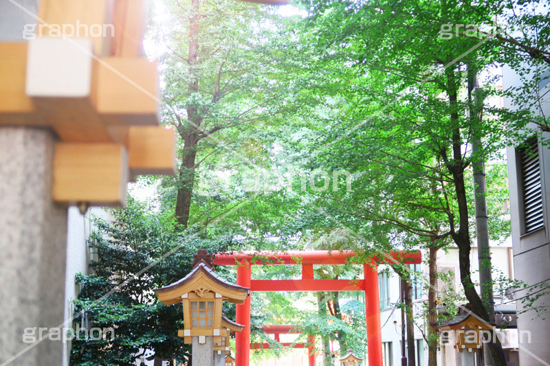 花園神社,神社,参拝,お参り,新宿,新宿区,郷社,倉稲魂命,日本武尊,受持神,徳川家康,文化財,芸能,都心,都会,鳥居,shrine,japan,灯籠
